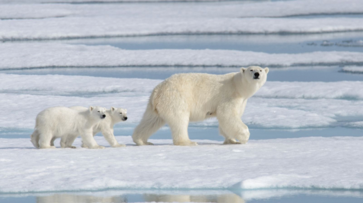 Gấu Bắc Cực tại vườn thú Milwaukee qua đời ở tuổi 36